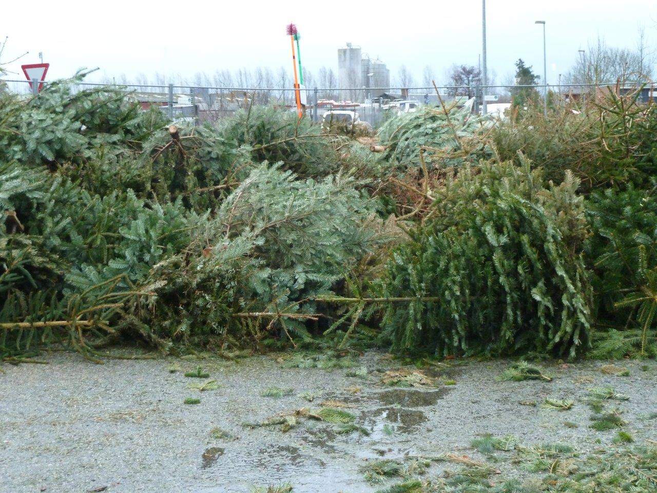 Juletræer på Randers Havn